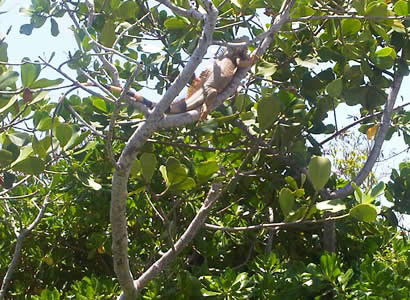 Creatures in the trees