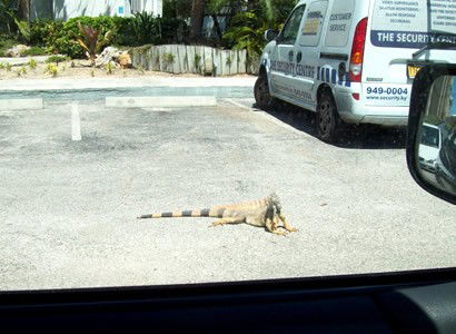 Iguana