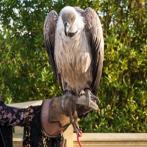 Falconry UK Event Supplier London