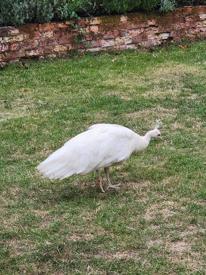 Event The Wedding Harpist Harpist London