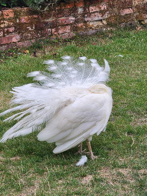 Event The Wedding Harpist Harpist London