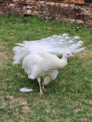 Event The Wedding Harpist Harpist London