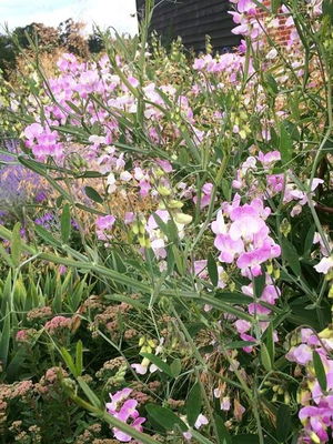 Event The Colts Function Band London