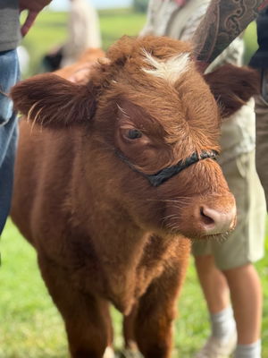 Event The Compilation Function Band Brighton, East Sussex