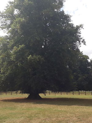 Event Egeria Strings String Quartet Surrey
