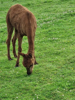 Event The One Man Wedding Band Singer Guitarist Falkirk