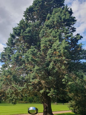 Event Mica Steel Pannist Steel Band West Sussex