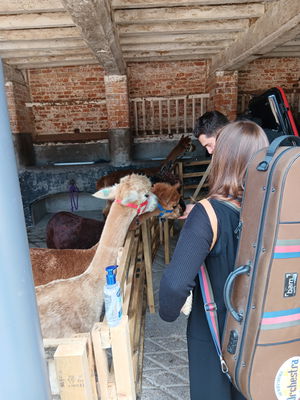 Event Moore Strings String Quartet Sheffield, South Yorkshire