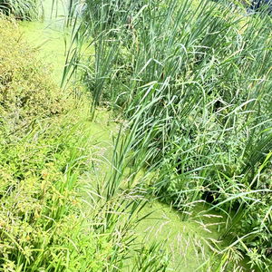 Wedding in Berkshire on 02/08/2025