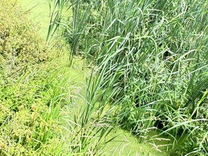 Wedding in Berkshire on 02/08/2025