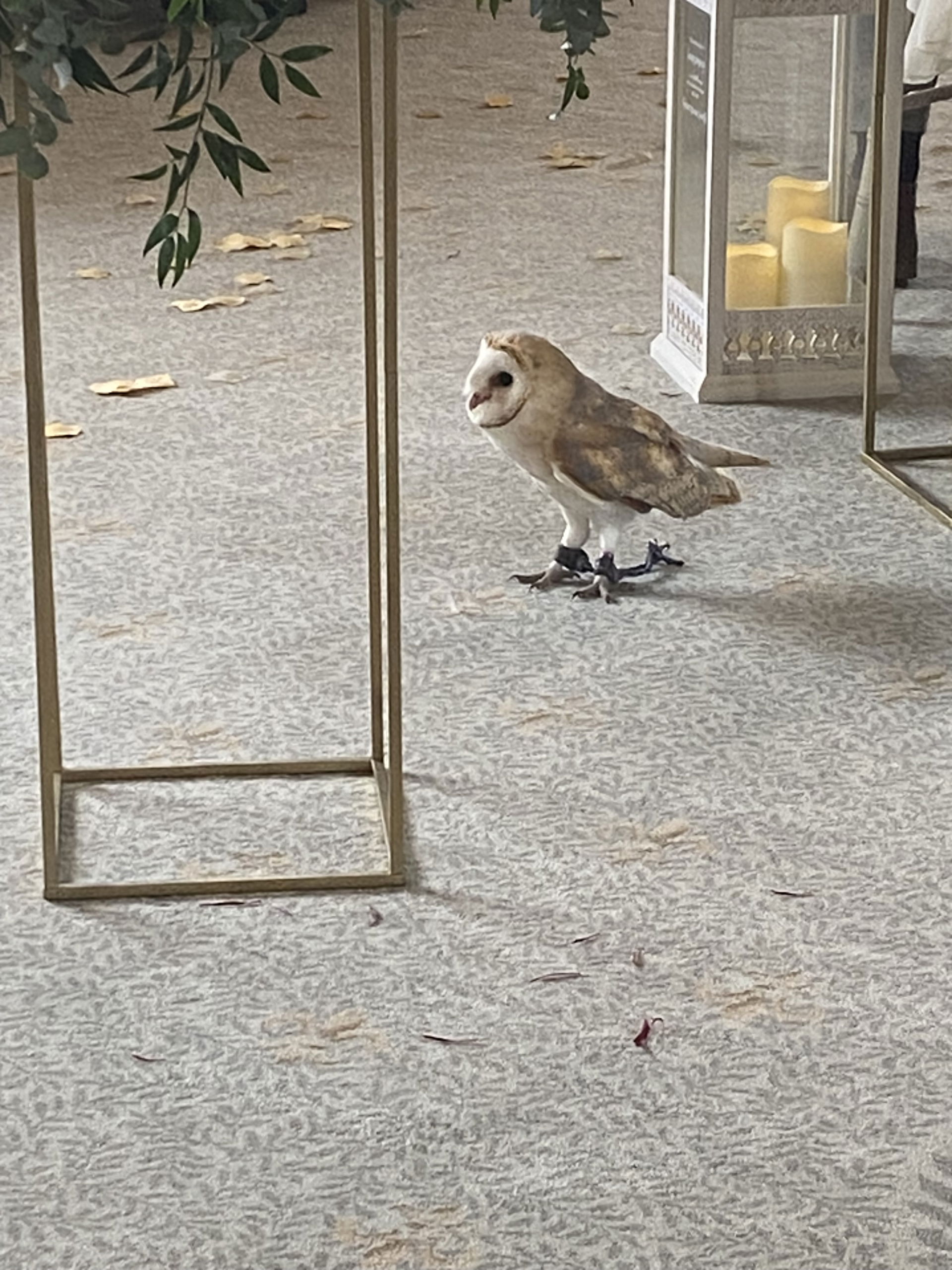 Elly Singer Guitarist Review Wedding Hertfordshire