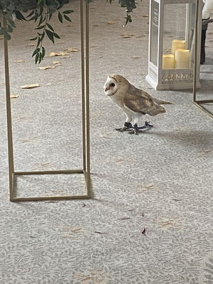 Event Elly Singer Guitarist London