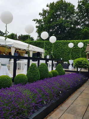 Event Marianne Solo Singer East Sussex