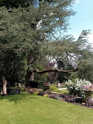 Event Scarlett Harp Harpist Bristol