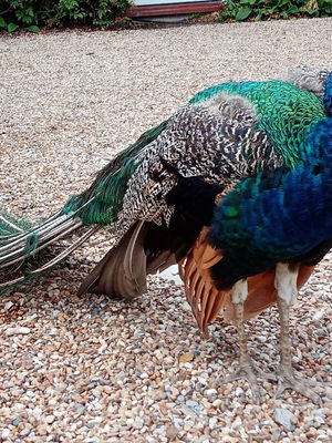 Event Lee Mathews Pianist London