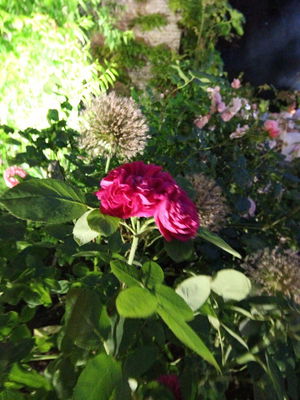 Wedding in Suffolk on 16 June 2017