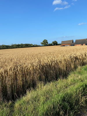 Event Daniel Cassini Singer Guitarist Ashford, Kent