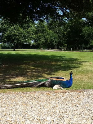 Event Jon M Pianist Surrey