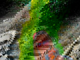 Promo Abele Strings String Quartet Hertfordshire