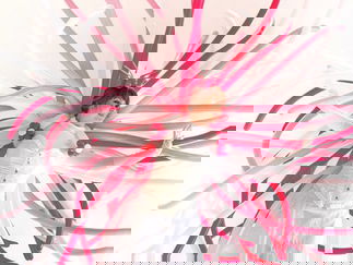 Promo Balloon Stilt Walkers Street Performer Leicestershire