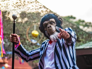 Promo Walkabout Chimps Walkabout Entertainers Kent