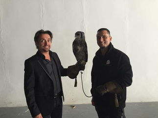 Promo Falconry UK Event Supplier London