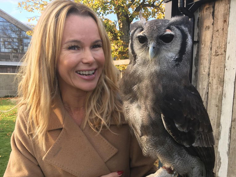 artists similar to Falconry UK