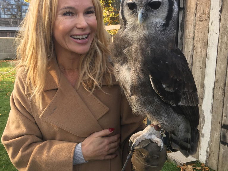 artists similar to Falconry UK