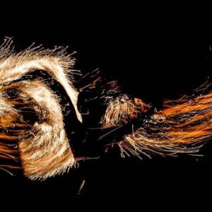 Promo Fire and Glow Performers  Leicestershire