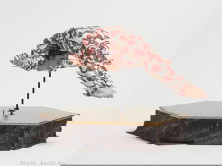 Promo Contortionist Claudia Contort Essex