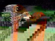 Promo Elizabeth York Harpist Northamptonshire