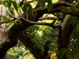 Promo Stellar Acoustics Acoustic Duo Caerphilly