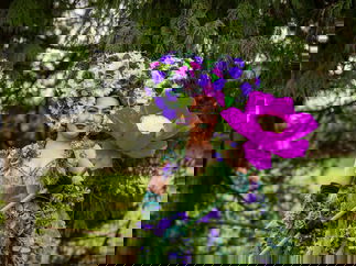 Promo Premium Flower Performers Flower Stilt Walkers and Walkabout Characters Leicestershire