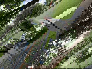 Promo Melodic Island Sounds Steel Band London