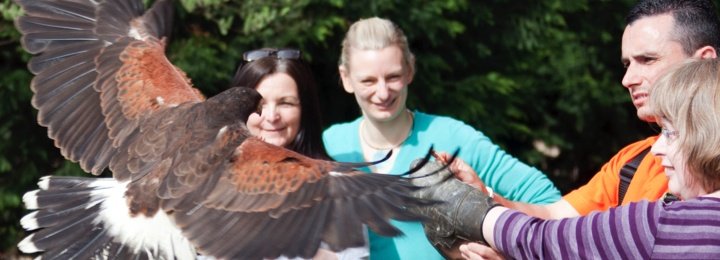 Promo Falconry UK Event Supplier London