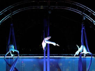 Promo Zu Aerial Dance Circus Performer Cheshire