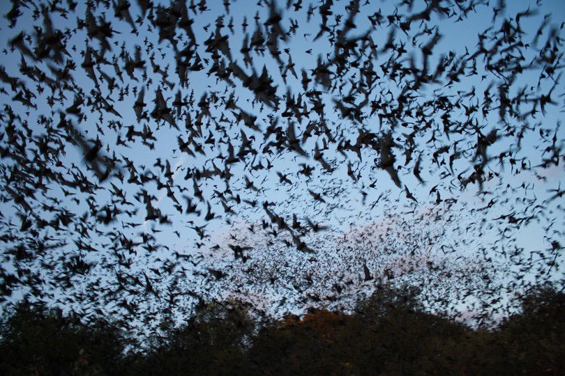 Bats