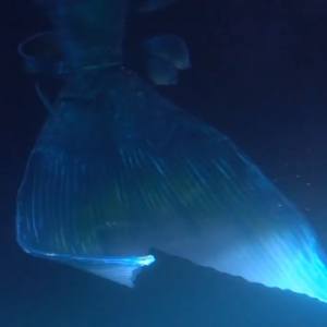 Video Magical Mermaids  Nottinghamshire